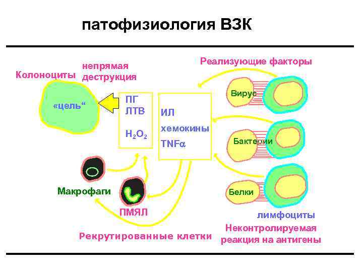 патофизиология ВЗК Реализующие факторы непрямая Колоноциты деструкция «цель“ ПГ ЛТB 4 H 2 O