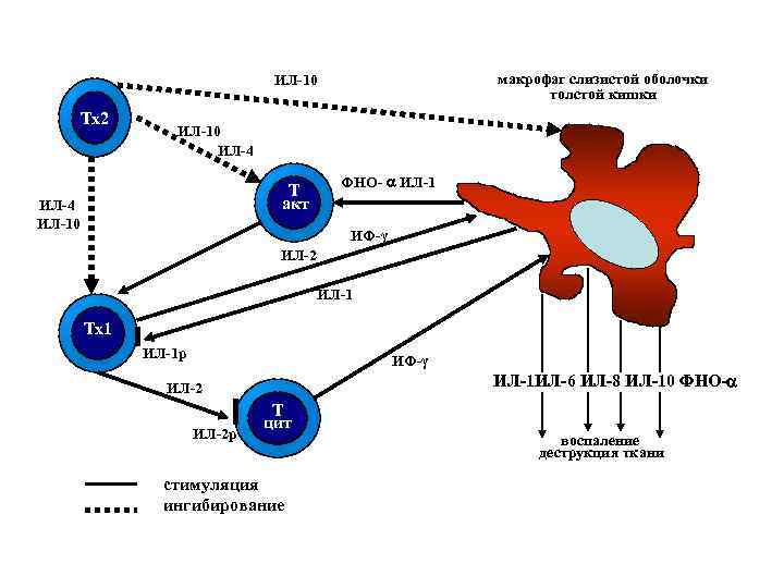 макрофаг слизистой оболочки толстой кишки ИЛ-10 Tx 2 ИЛ-10 ИЛ-4 T акт ИЛ-4 ИЛ-10