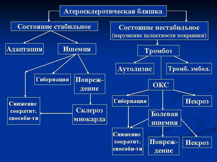 Атеросклеротическая бляшка Состояние стабильное Состояние нестабильное (нарушение целостности покрышки) Адаптация Ишемия Тромбоз Аутолизис Гибернация