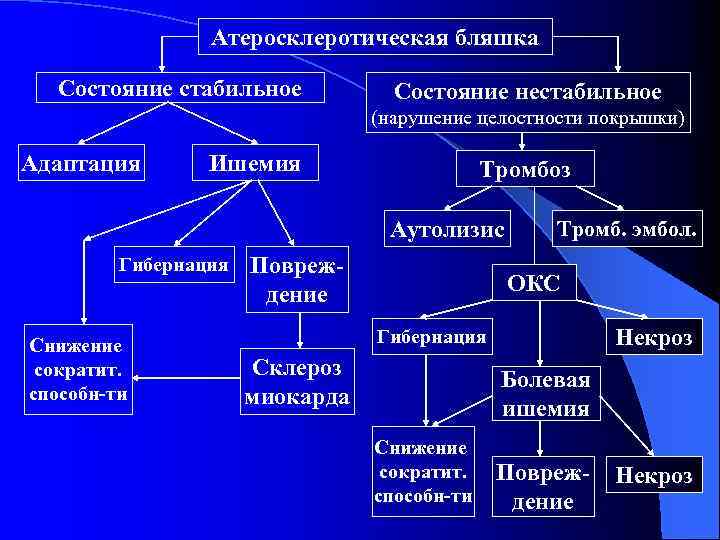 Атеросклеротическая бляшка Состояние стабильное Состояние нестабильное (нарушение целостности покрышки) Адаптация Ишемия Тромбоз Аутолизис Гибернация