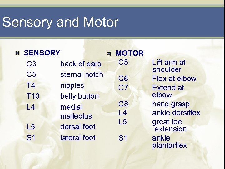 Sensory and Motor SENSORY C 3 back of ears C 5 sternal notch T