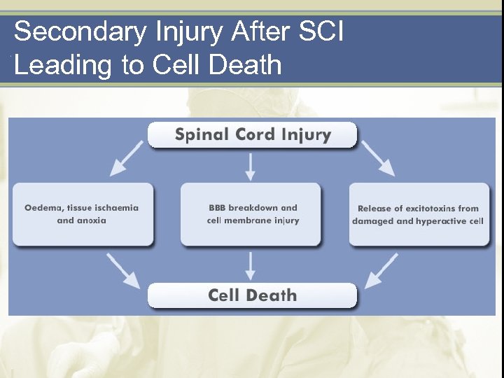 Secondary Injury After SCI Leading to Cell Death 
