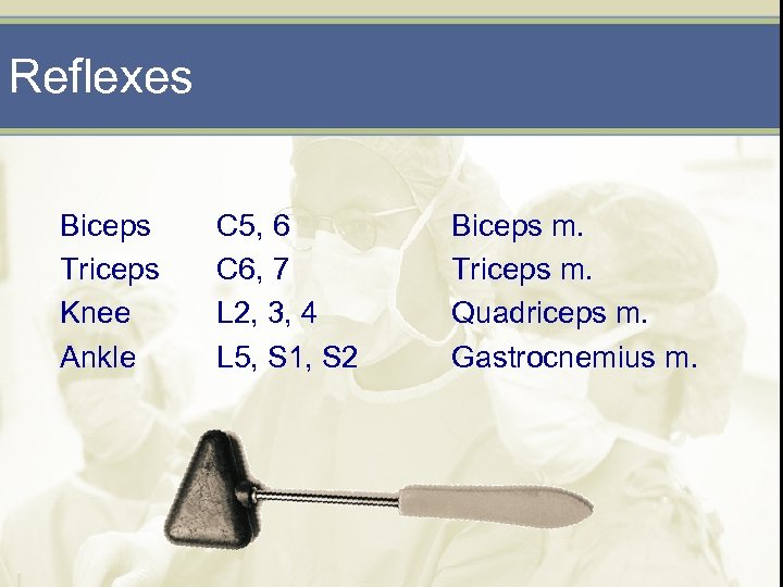 Reflexes Biceps Triceps Knee Ankle C 5, 6 C 6, 7 L 2, 3,