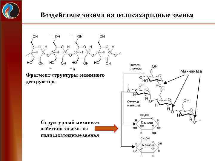 Воздействие энзима на полисахаридные звенья Фрагмент структуры энзимного деструктора Структурный механизм действия энзима на