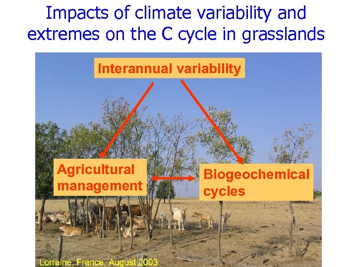 Impacts of climate variability and extremes on the C cycle in grasslands Interannual variability