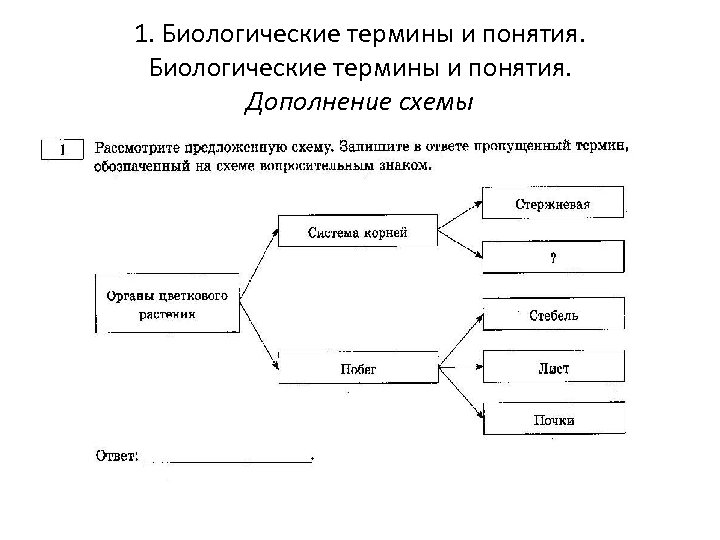 1. Биологические термины и понятия. Дополнение схемы 