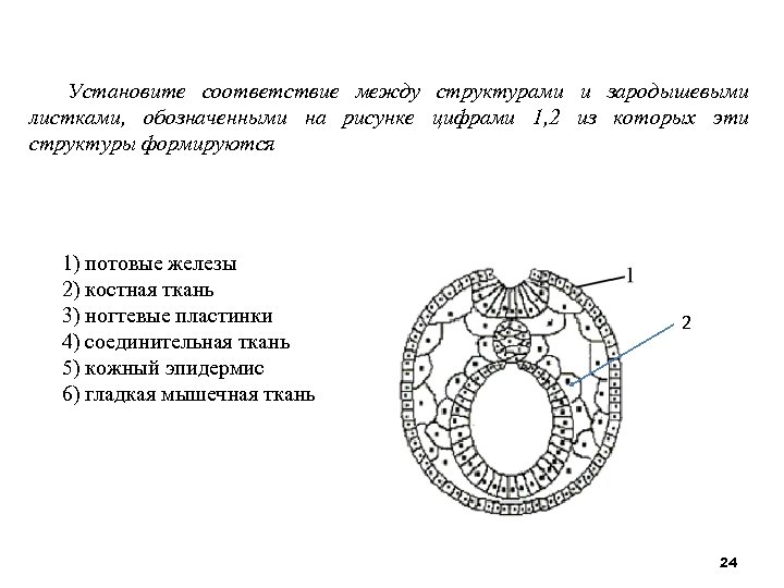 Установите соответствие между структурами и зародышевыми листками обозначенными на рисунке 1 2 из