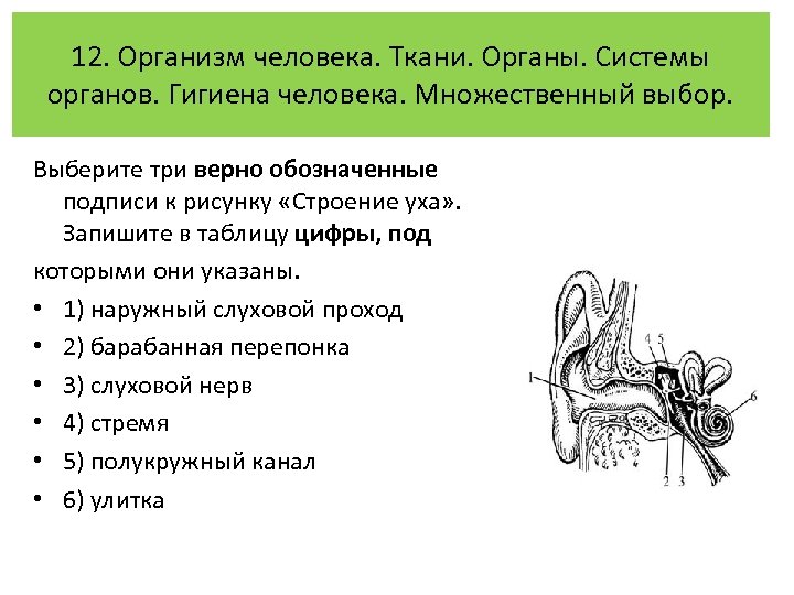 12. Организм человека. Ткани. Органы. Системы органов. Гигиена человека. Множественный выбор. Выберите три верно