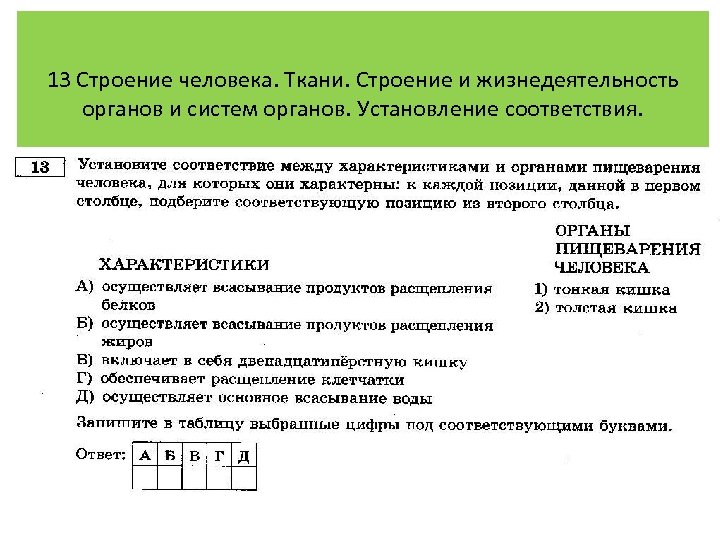 13 Строение человека. Ткани. Строение и жизнедеятельность органов и систем органов. Установление соответствия. 