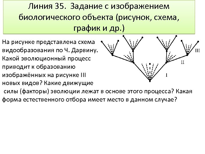 Линия 35. Задание с изображением биологического объекта (рисунок, схема, график и др. ) На