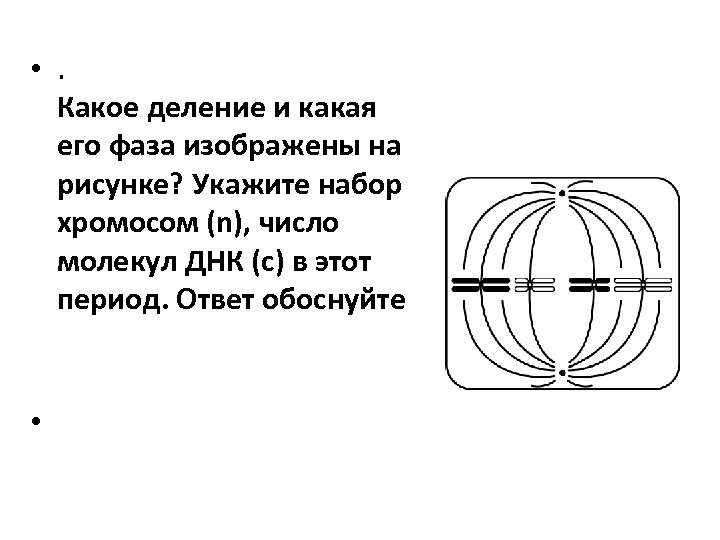 Назовите тип и фазу деления изображенных на рисунках клеток ответ обоснуйте