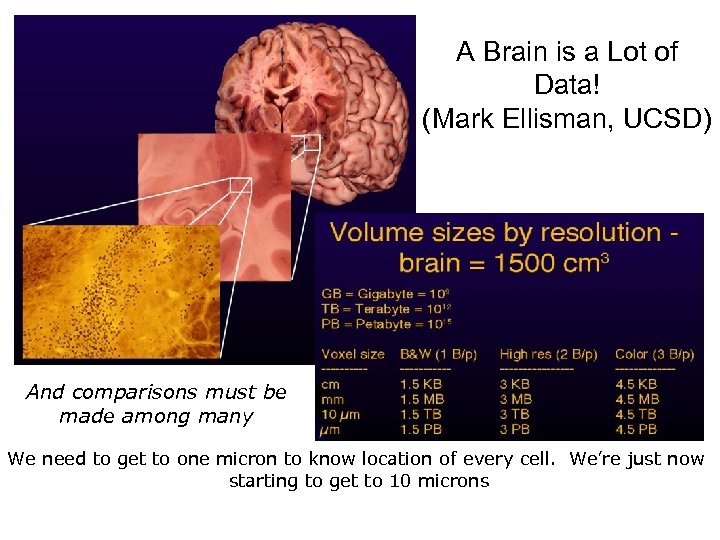 A Brain is a Lot of Data! (Mark Ellisman, UCSD) And comparisons must be