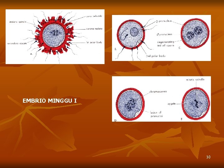 EMBRIO MINGGU I 30 