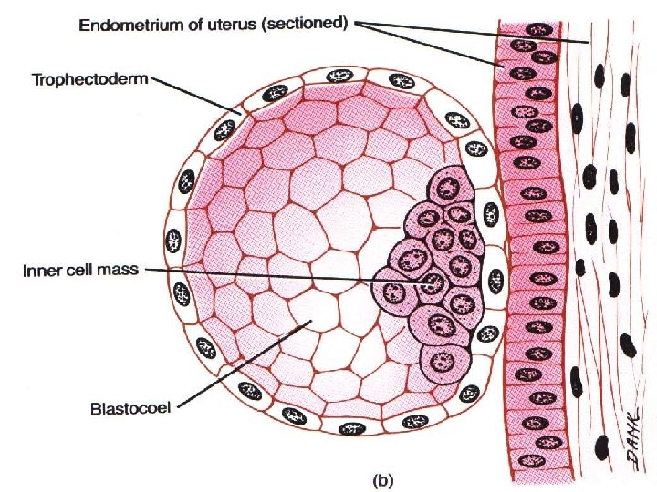 EMBRIO MG. II EMBRIO MINGGU I 33 