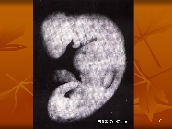 EMBRIO MG. IV 37 