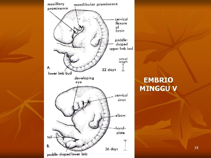 EMBRIO MG. V EMBRIO MINGGU V 38 