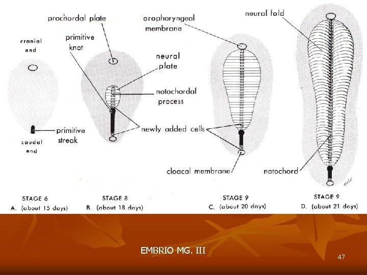 EMBRIO MG. II -III EMBRIO MG. III 47 
