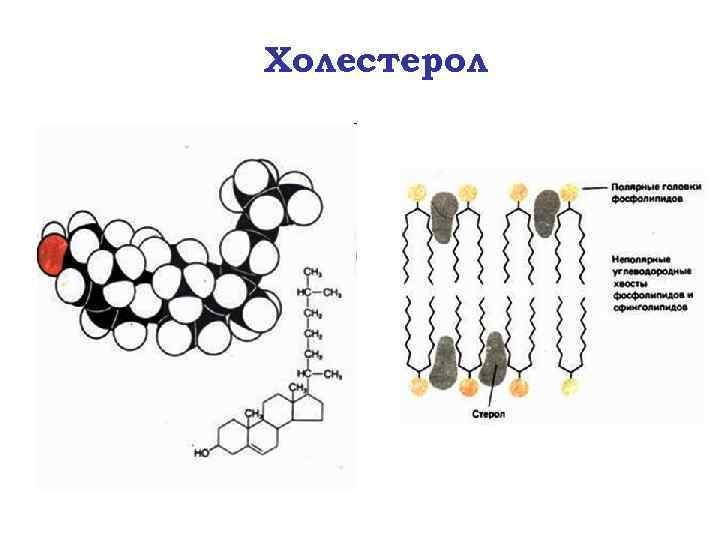 Холестерол 