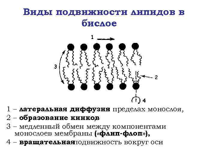 Виды подвижности липидов в бислое 1 – латеральная диффузия пределах монослоя, в 2 –