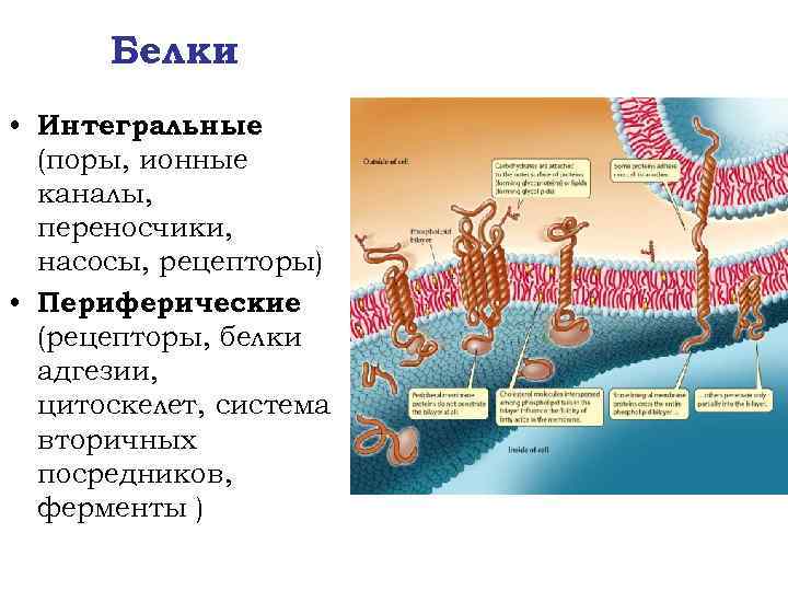 Интегральный белок. Белки мембран: Интегральные, поверхностные, белки-рецепторы.. Белки адгезии. Интегральные белки. Белки-переносчики и ионные каналы.