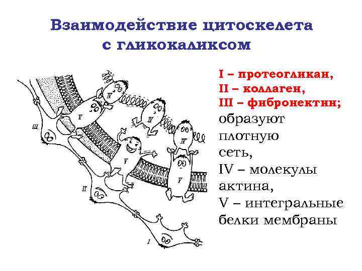 Взаимодействие цитоскелета с гликокаликсом I – протеогликан, II – коллаген, III – фибронектин; образуют
