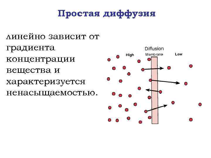 Градиент концентрации физиология. Простая диффузия по градиенту концентрации. Общая физиология возбудимых тканей. Концентрационный градиент физиология.