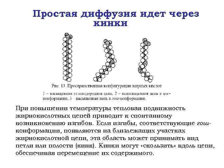 Простая диффузия идет через кинки При повышении температуры тепловая подвижность жирнокислотных цепей приводит к