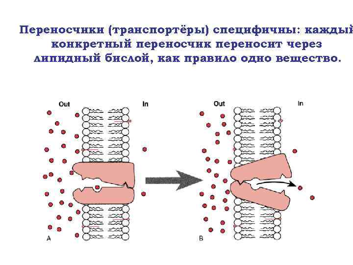 Переносчики (транспортёры) специфичны: каждый конкретный переносчик переносит через липидный бислой, как правило одно вещество.