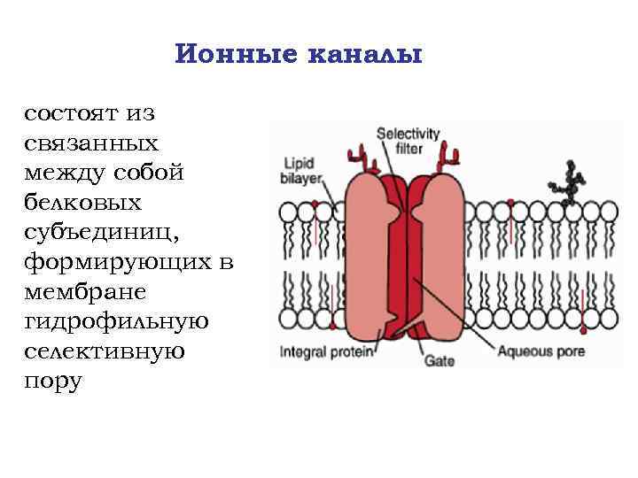 Медицинские аспекты физиологии возбудимых тканей презентация