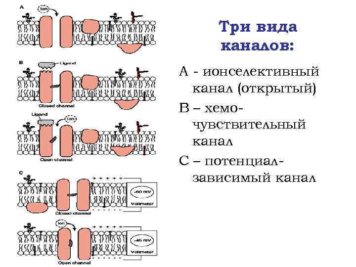 Три вида каналов: А - ионселективный канал (открытый) В – хемочувствительный канал С –