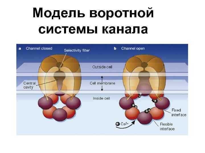 Модель воротной системы канала 