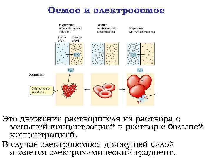 Осмос и электроосмос Это движение растворителя из раствора с меньшей концентрацией в раствор с