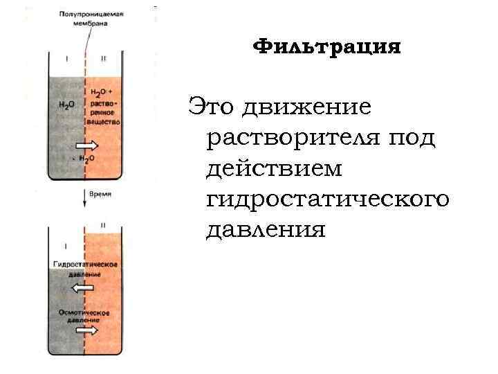 Фильтрация Это движение растворителя под действием гидростатического давления 