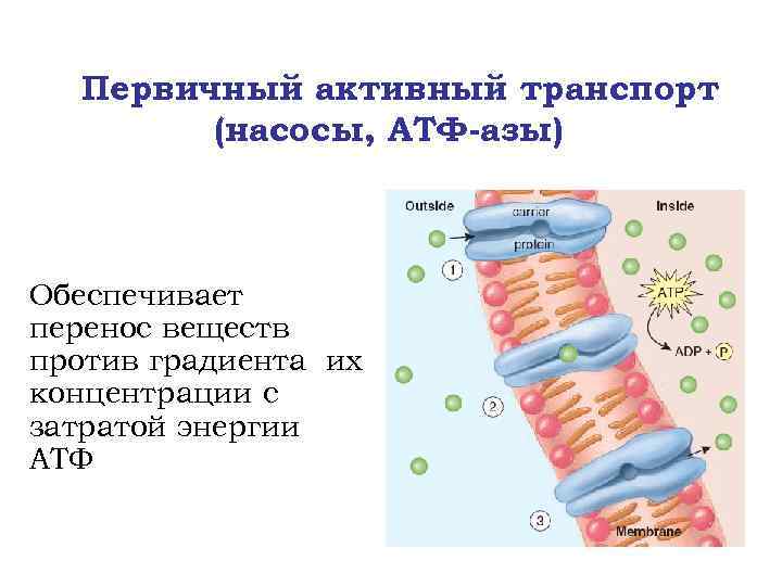 Первичный активный транспорт (насосы, АТФ-азы) Обеспечивает перенос веществ против градиента их концентрации с затратой