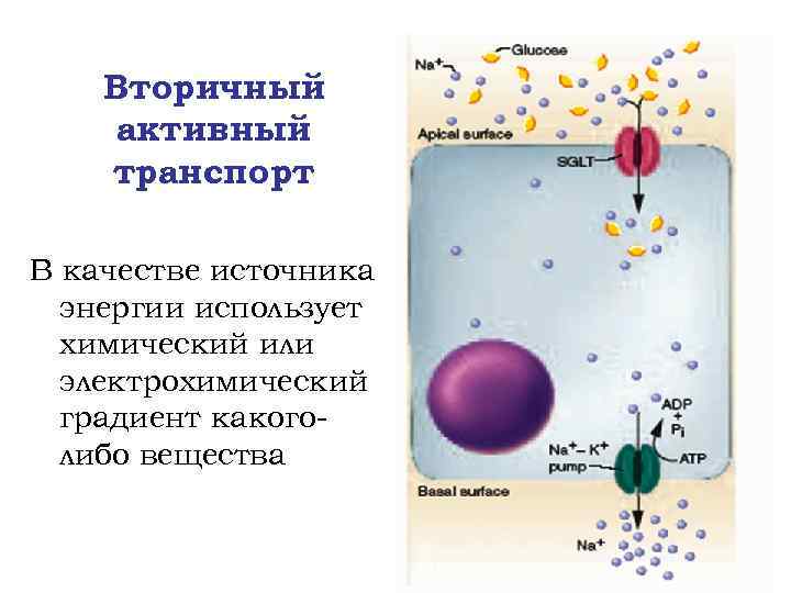 Вторичный активный транспорт В качестве источника энергии использует химический или электрохимический градиент какоголибо вещества
