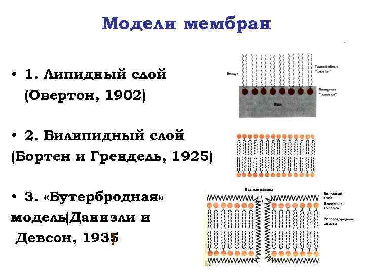 Модели мембран • 1. Липидный слой (Овертон, 1902) • 2. Билипидный слой (Бортен и