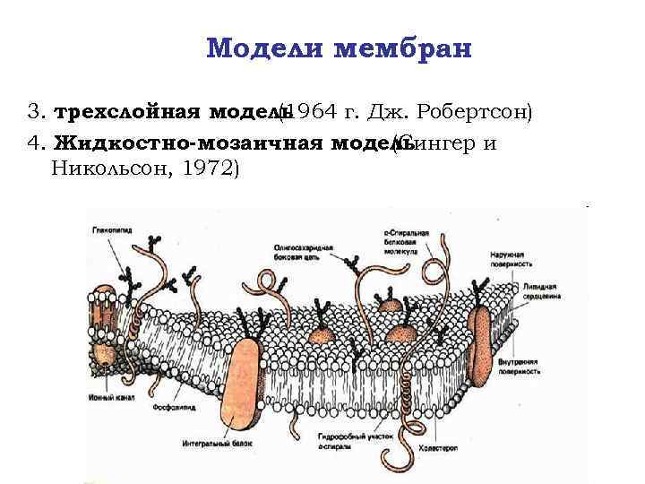 Физические модели мембран. Жидкостно-мозаичная модель плазматической мембраны. Жидкостно мозаичная модель клеточной мембраны. Жидкостно-мозаичная модель мембраны схема. Жидко мозаичная модель плазматической мембраны рисунок.