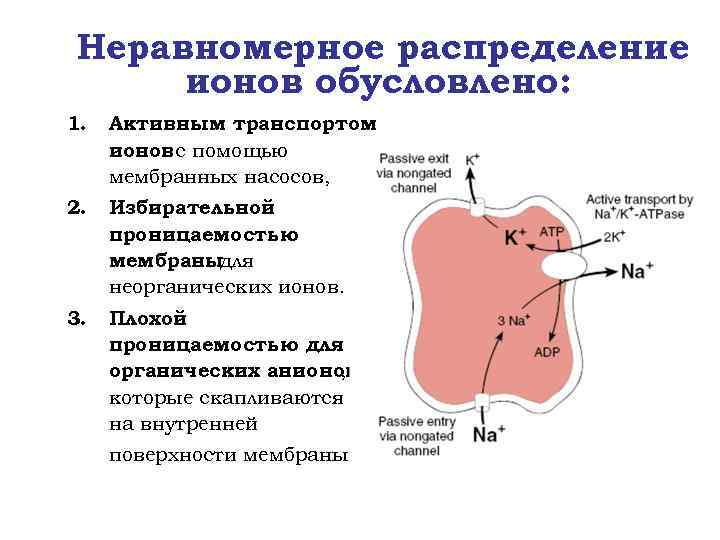 Неравномерное распределение ионов обусловлено: 1. Активным транспортом ионов с помощью мембранных насосов, 2. Избирательной