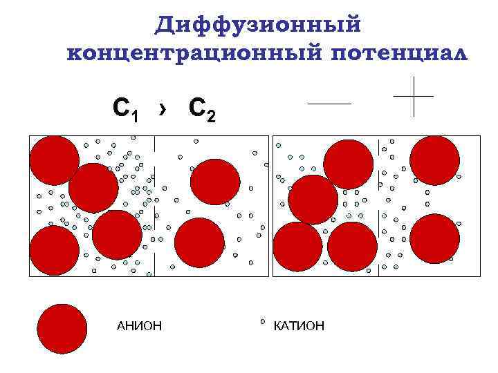 Диффузионный концентрационный потенциал С 1 › С 2 АНИОН КАТИОН 