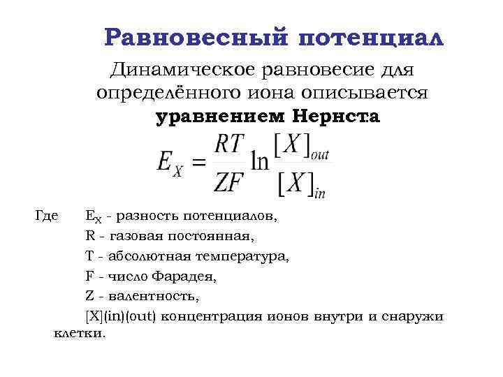 Равновесный потенциал Динамическое равновесие для определённого иона описывается уравнением Нернста : Где ЕX -