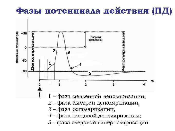 Фазы потенциала действия (ПД) 1 2 3 4 5 – фаза медленной деполяризации, –