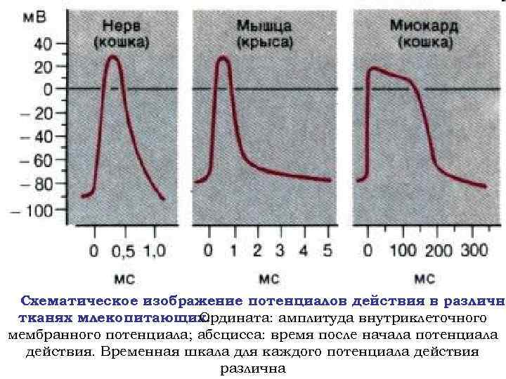 Схематическое изображение потенциалов действия в различны тканях млекопитающих. Ордината: амплитуда внутриклеточного мембранного потенциала; абсцисса: