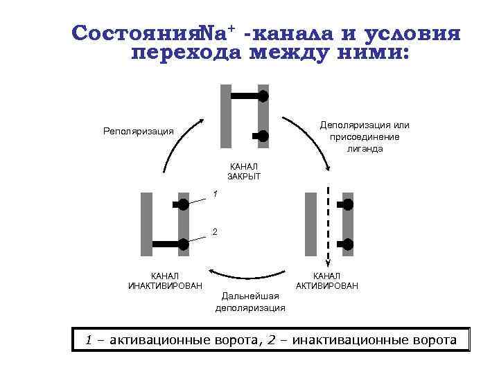 Состояния. Na+ -канала и условия перехода между ними: Деполяризация или присоединение лиганда Реполяризация КАНАЛ