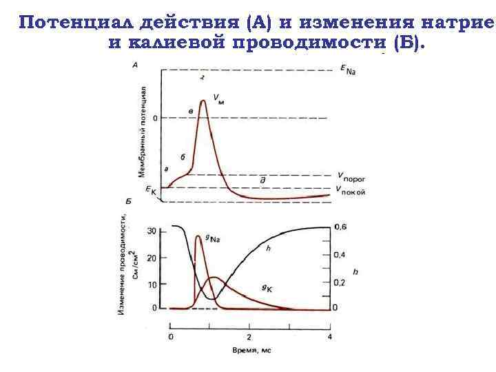 Потенциал действия (А) и изменения натриев и калиевой проводимости (Б). 