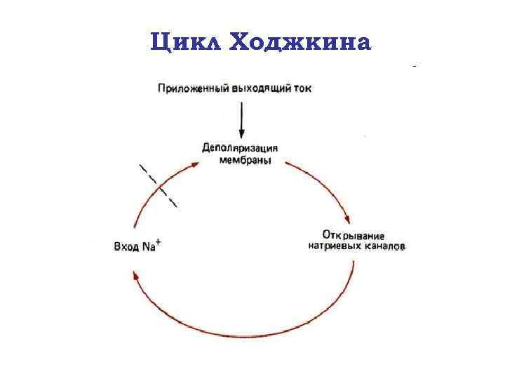 Цикл Ходжкина 