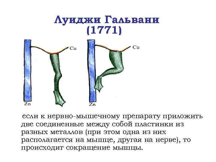Луиджи Гальвани (1771) если к нервно-мышечному препарату приложить две соединенные между собой пластинки из