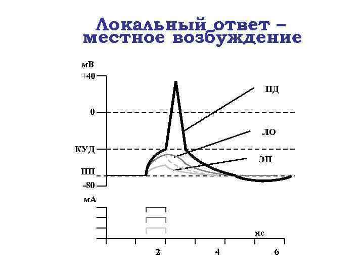 Локальный ответ – местное возбуждение м. В +40 ПД 0 ЛО КУД ЭП ПП