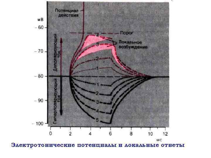 Электротонические потенциалы и локальные ответы 