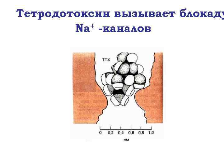 Тетродотоксин вызывает блокаду Na+ -каналов 