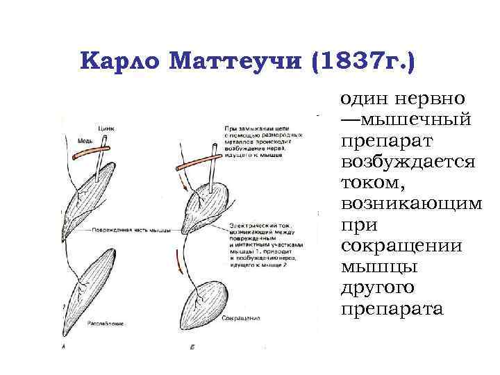 Карло Маттеучи (1837 г. ) один нервно —мышечный препарат возбуждается током, возникающим при сокращении